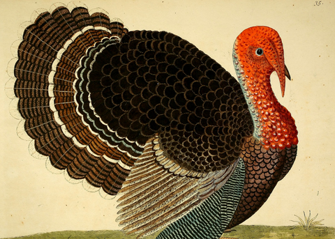 Pasture raised turkey Washington DC