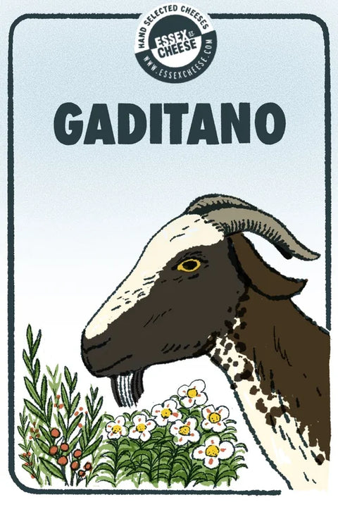 Cheese Opening (Aug 18): Essex Cheese x Gaditano!