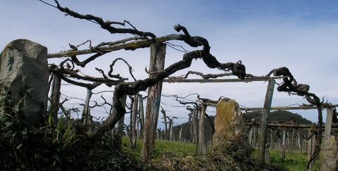 Tasting (March 19): Women in Wine