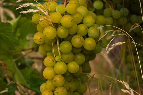 Tasting (March 10): Women Winemakers